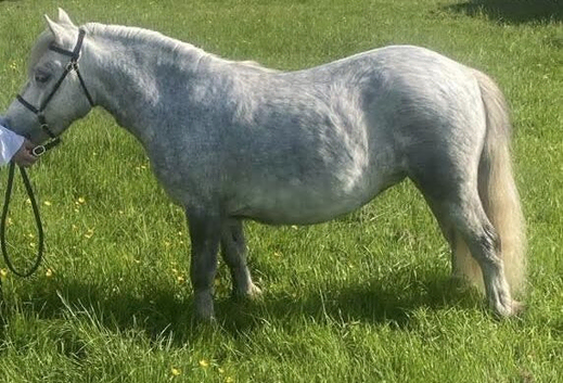 Registered Shetland mare