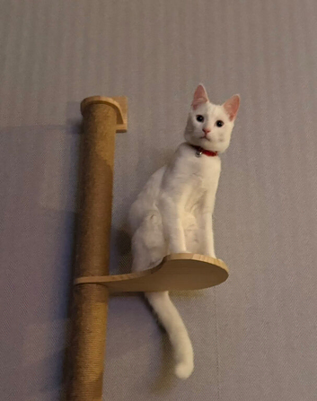 Rehoming my sweet boy