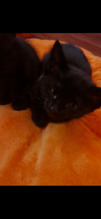 Burmese cross kittens