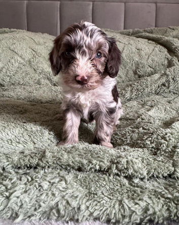 Cockapoo puppies. Super cute. Various colours