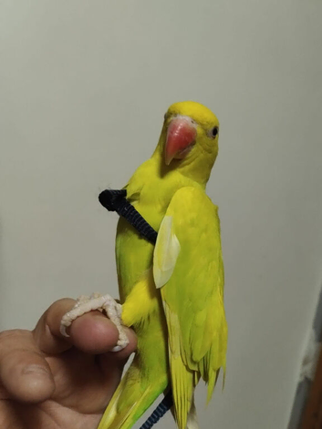 Tame Baby mutation Ringneck