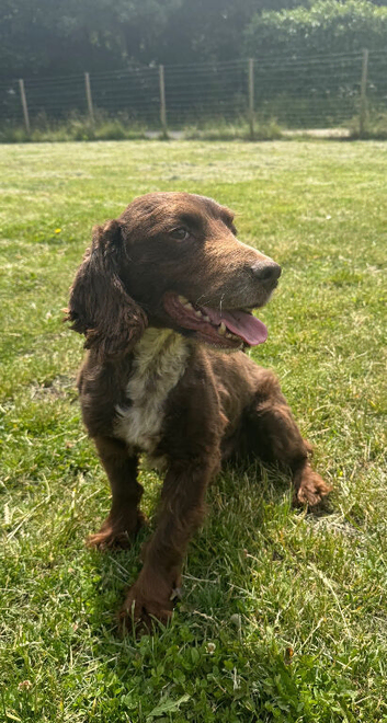 Lovely cocker dog looking for loving home