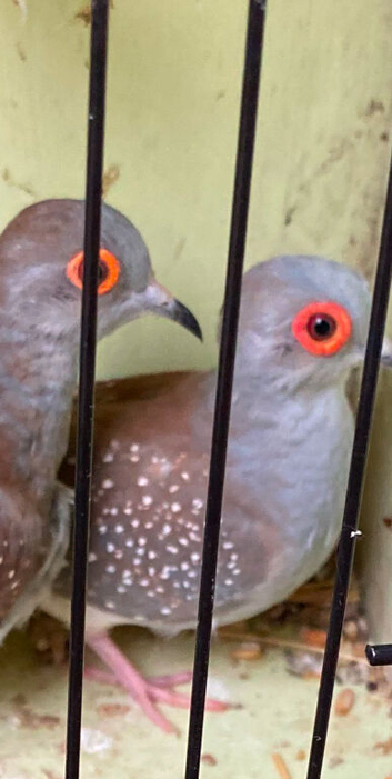 Diamond Doves ready now