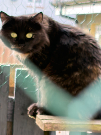 Ragdoll