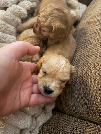Stunning cockapoo puppies available beginning of August