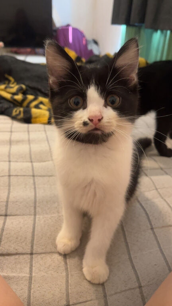 Black and white kitten