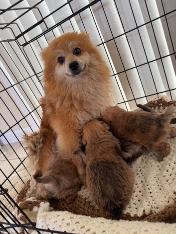 Adorable Pomapoo Puppies &ndash; 8 Weeks Old & Ready for Their Forever homes