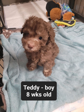 Asian toy poodles