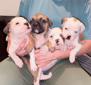 gorgeous rare French American Bulldogs