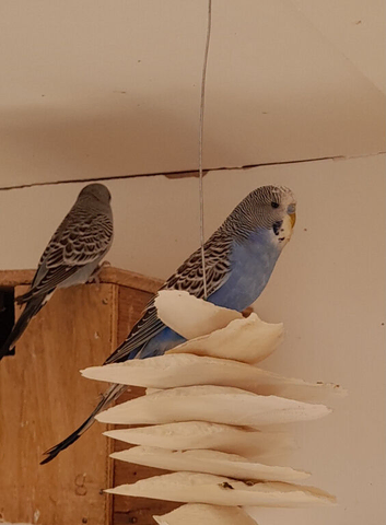 This year's budgies