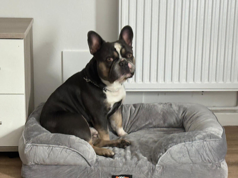 FOR STUD! French bulldog