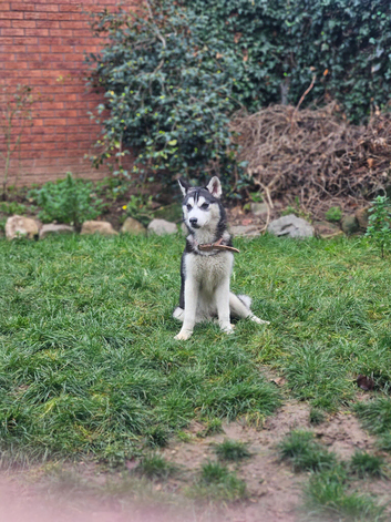 female husky puppy 12months