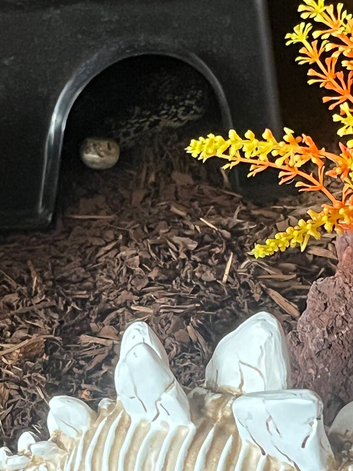 Bull snake
