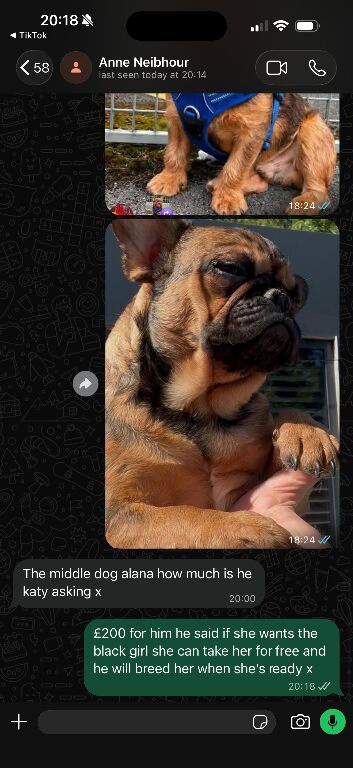 French bulldog