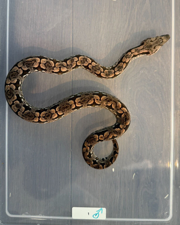 Dumeril Boas