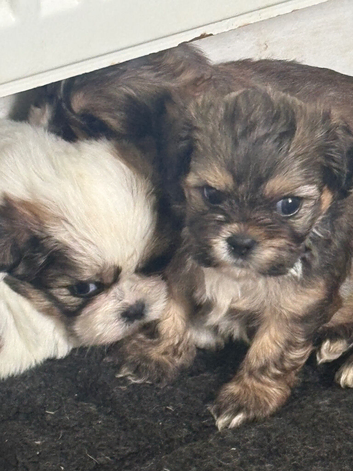 3 Gorg Imperial Babies