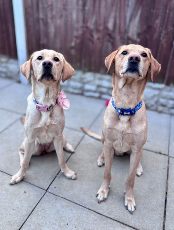 Labrador puppies