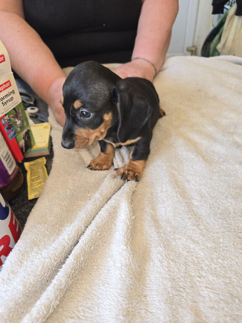 Miniture  dachound  puppies