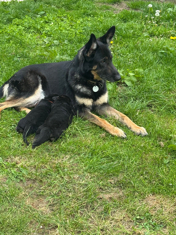 German shepherd puppies