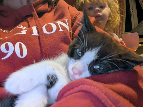 Adorable playful kitten