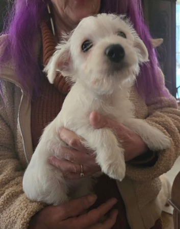 West H Terrier Female