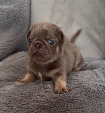 Pug Puppies