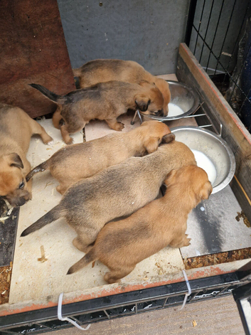 Plummer cross lakeland  terrier puppy's