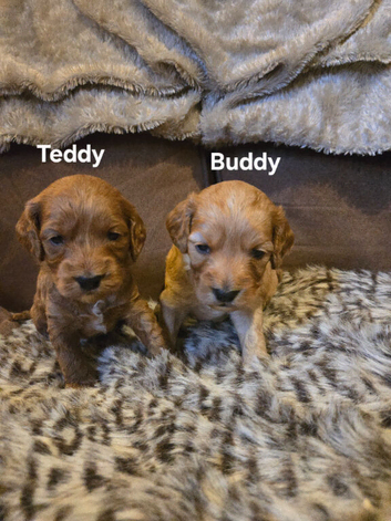 Gorgeous show toy cockapoo puppy