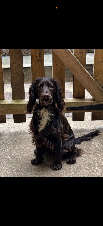 6 Sprocker spaniel pups