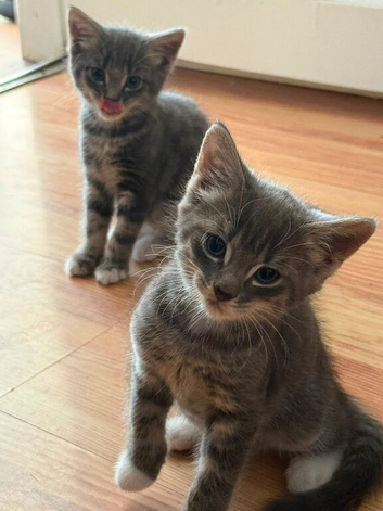 Mainecoon Cross kittens **Ready Now**
