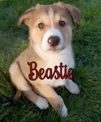 Husky Staff