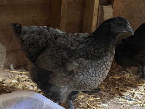 Ayem cemani hybrid Orpington