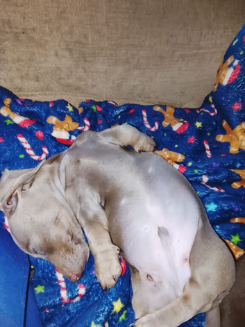 Dachshund