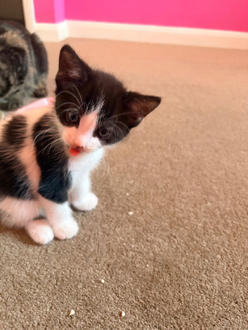 Kittens