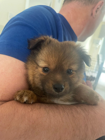 Ready to leave German spritz&rsquo;s puppies
