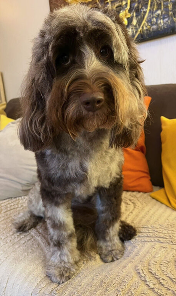 Beautiful Chocolate Merle Labradoodle