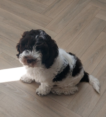 Chocolate and White Cockapoo Boy