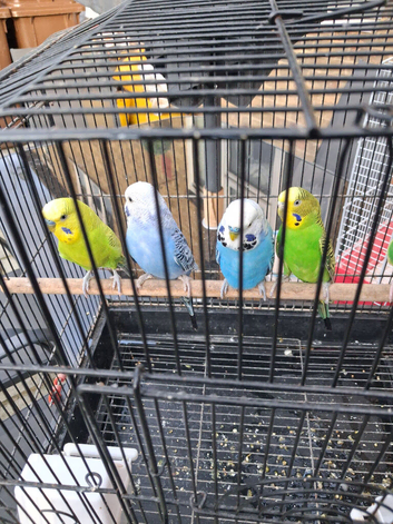 Budgies for sale