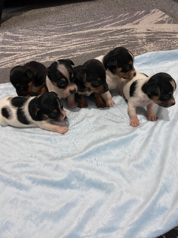 Jack Russell puppies