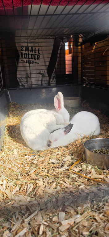 Himalayan marked polish dwarf Rabbits