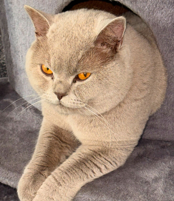 Beautiful Lilac British Shorthair for Stud