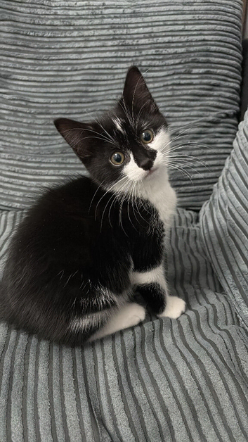 10 week old kitten