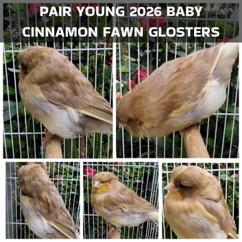 Various Show Canaries - Glosters, Fife, Borders