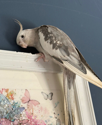 Male cockatiel 3yo