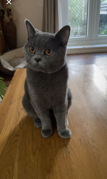 STUNNING PURE BRITISH SHORTHAIR!
