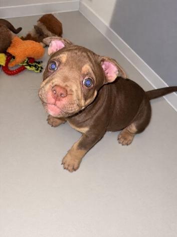 American pocket bullies