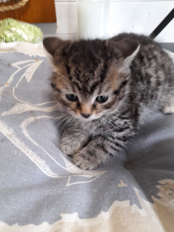 tiger kittens