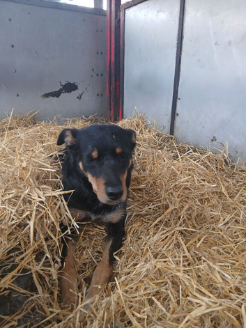 Welsh Collie X Kelpie