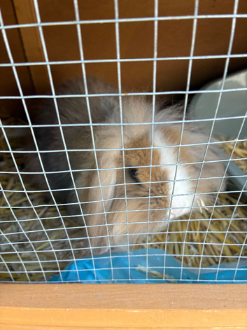 Lion head rabbit