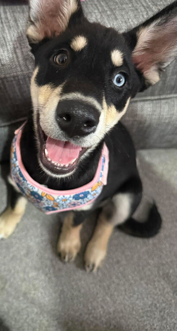 One year old female huskita for rehome